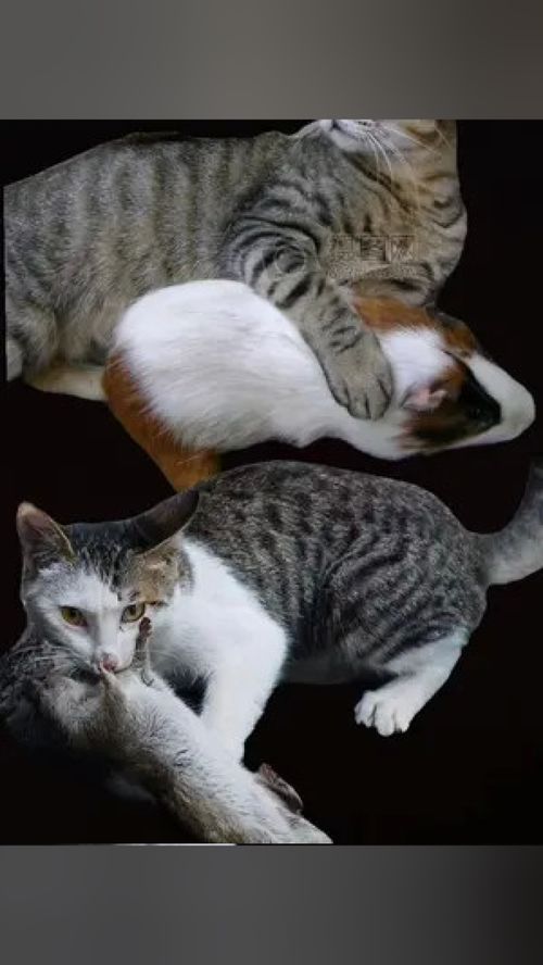 央视还原“胖猫”事件真相：一场关于爱情与误解的风波