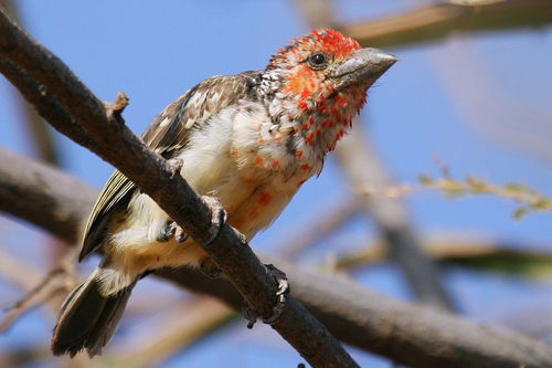 “啄木鸟”维修乱象：央视曝光后的真相与反思