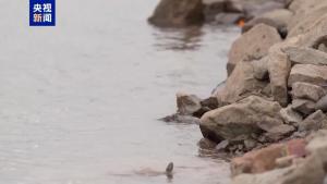 央视还原胖猫事件真相：一场网络舆论的风暴