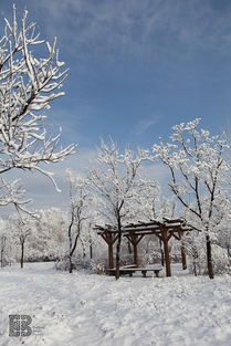 北京春雪飘飞：一场与春天的浪漫邂逅