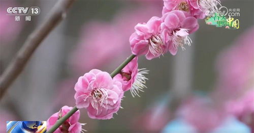 赏花游推动文旅市场一路繁花