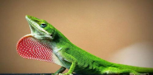 为什么自然界雄性爱打扮，而人类却是女性更爱美？