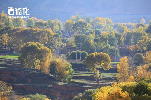 故乡的秋天：一颗橘子的记忆