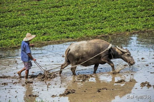 打工与事业：牛耕田的启示