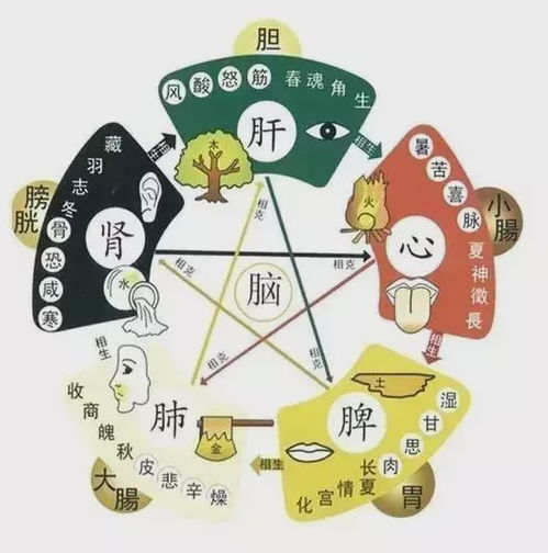 五脏之肝：揭秘它的功能与养护之道