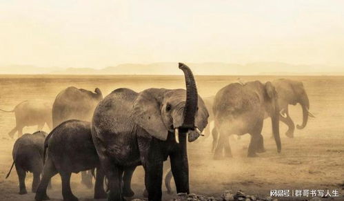 为什么非洲资源丰富却如此贫穷？一个被忽视的真相