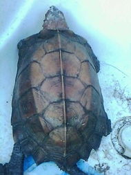 为什么龟没有完全抢占鳖的生态位、淘汰掉鳖？