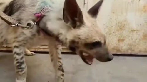 野狗骨头备案：一场关于责任与生命的思考