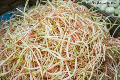 春天的折耳根，舌尖上的春日记忆