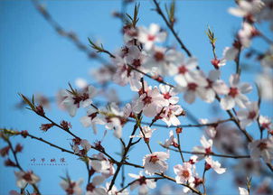 属于自己的春天：在简书上书写独特的人生故事