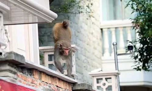 泼猴闯入民宅：一场人与自然的奇妙邂逅