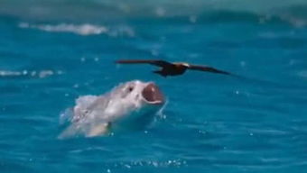 鱼想：在水与岸之间寻找心灵的宁静