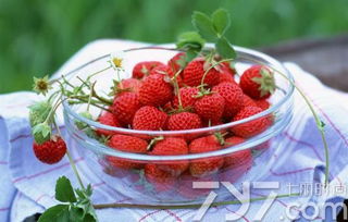 有草莓携带诺如病毒上市？假！真相在这里