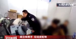 宠物展偷猫窝事件背后：三人的“生意经”与法律的底线