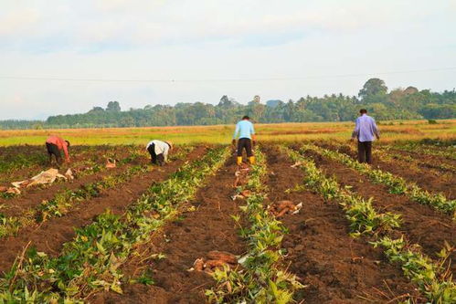 健身圈为什么不能用花菜代替西兰花？