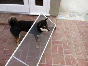 逗狗忆记：那些与狗狗相伴的温暖时光