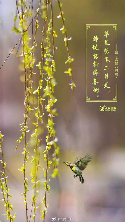 这是属于春天的氛围感：一场与春风和白茶的邂逅