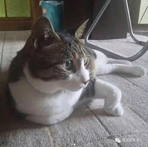 女子春节靠帮忙喂猫赚1.5万！猫咪一脸懵，但这份兼职真香