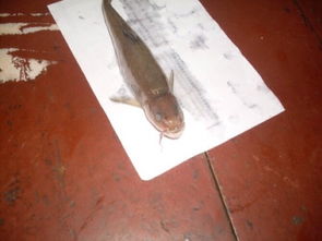 男子钓到不认识的鱼后选择放生：一场关于生态保护的暖心故事