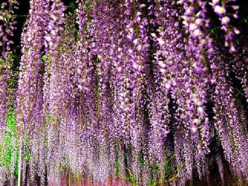 紫藤萝瀑布：一场心灵的邂逅