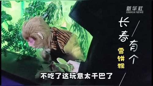 雪饼猴劝学：一个普通人的逆袭故事