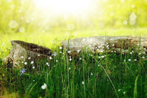岁月沉淀河沙，美好昨日黄花：在时光中寻找自我