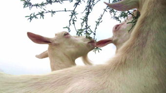 都是这种+3，生活该多么惬意啊