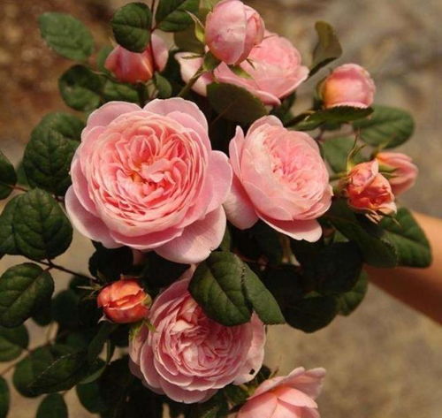 怎样拯救我的月季？从新手到养花高手的蜕变之旅