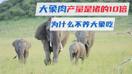 为什么不吃大象肉？揭秘大象养殖与食用的现实难题
