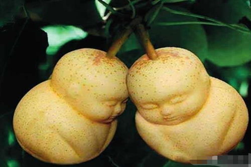 孙悟空偷人参果的真相：四个果子为何如此神秘？