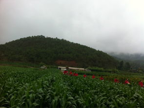 子枫随笔：泥泞小路的变迁与回忆