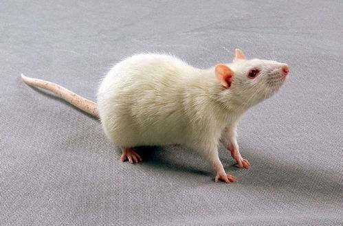 深入解析大鼠OVA-IgM抗体检测技术与应用