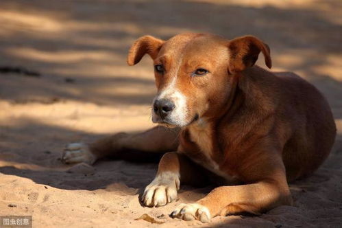 世界上最贵的狗：一只藏獒卖出570万美元，背后的故事令人震撼