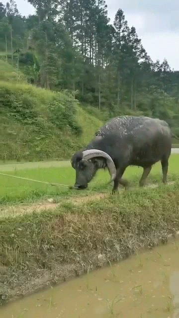 第一次见角朝下的牛：一场奇妙的邂逅