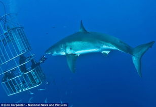 从恐惧到保护：大白鲨的前世今生