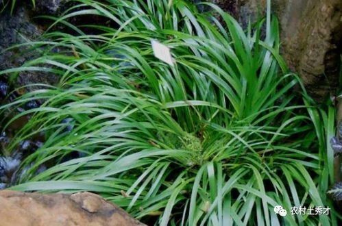 山涧石缝中的精灵——石菖蒲