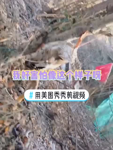 囚禁的鸭子：一场关于自然与生命的深刻反思