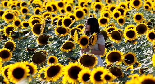 富士山登山费来了！每人次194元，影响几何？