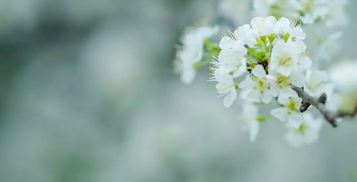 来一口乡间春分的味道：抖音带你品味春天的馈赠