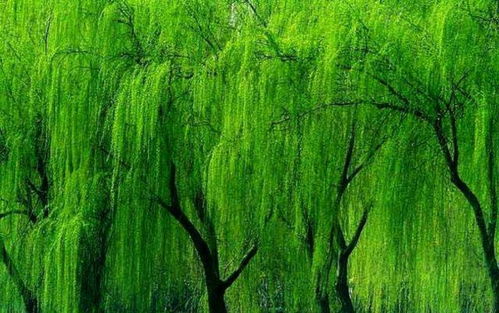 三春柳树隐娇莺：一场与春天的邂逅