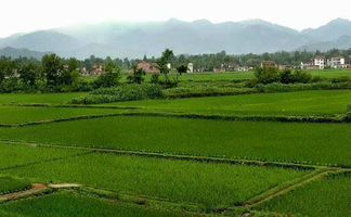 揭秘：农场违规发包土地背后的黑色利益链