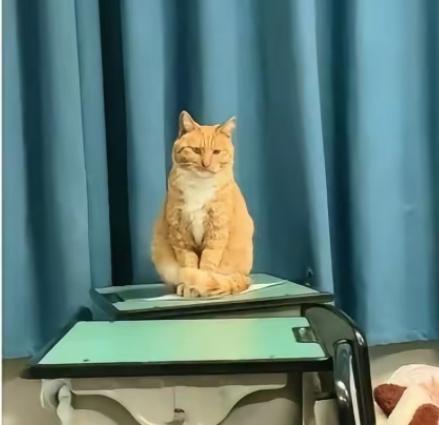 震惊！四川中学老师当众踩死猫事件引发社会关注