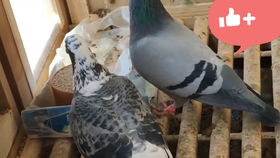 楼顶养鸽子引发邻里争议，真实故事背后的情感与矛盾