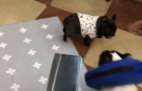 主人拿刀吓唬狗狗被狗伸爪子推开：人与宠物的奇妙互动