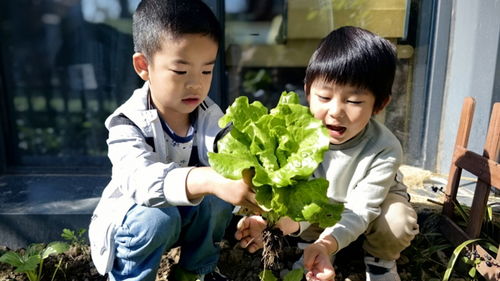 上海市教委试点免费学前教育：家长的福音还是教育的新挑战？