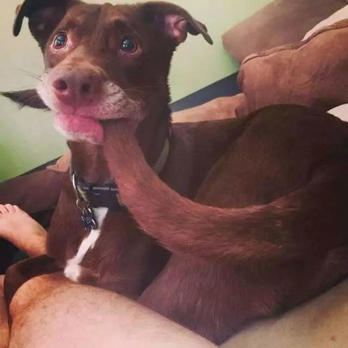 狗狗被轧到尾巴追咬邻居，主人训斥：宠物侵权谁之过？