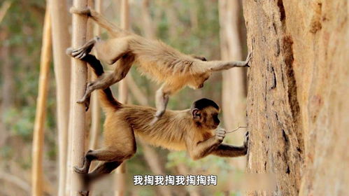 当猴子进入“石器时代”，人类还能保持冷静吗？