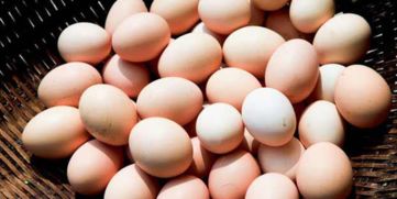 法国鸡蛋供应短缺危机：背后的故事与影响
