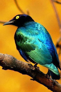 清晨的鸟鸣：一场与自然的邂逅