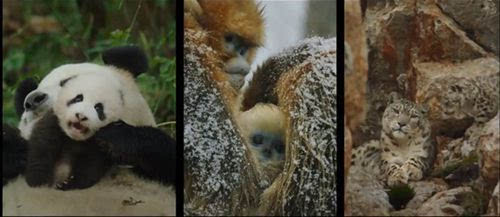 为啥动物世界中存在大量乱伦现象？